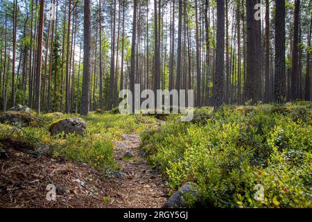 Ein kleiner Pfad, der durch wunderschöne grüne Pinienwälder führt Stockfoto