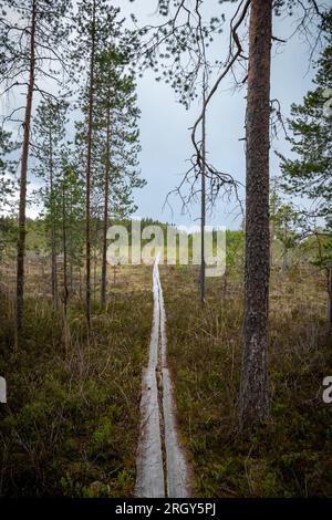 Duckboards im Feuchtgebiet mit wunderschönem Laub. Wunderschöne Natur. Stockfoto