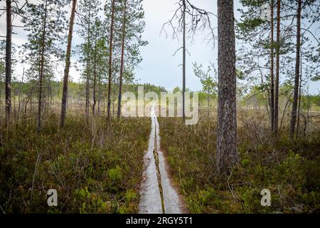 Duckboards im Feuchtgebiet mit wunderschönem Laub. Wunderschöne Natur. Stockfoto