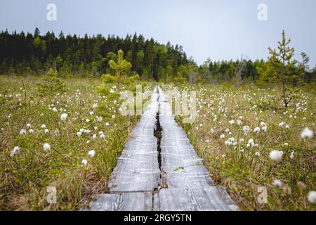 Duckboards im Feuchtgebiet mit wunderschönem Laub. Wunderschöne Natur. Stockfoto