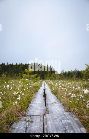 Duckboards im Feuchtgebiet mit wunderschönem Laub. Wunderschöne Natur. Stockfoto