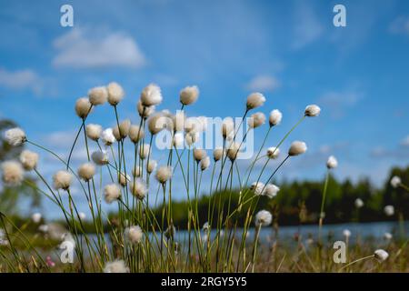 Eine Nahaufnahme weißer Baumwollblumen vor blauem Himmel Stockfoto