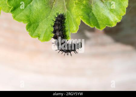 Eine Raupe aus dem Pfauenschmetterling, Aglais io. Stockfoto