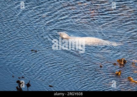 Graue Robbe, Halichoerus grypus, Angeln im Seetang in Wick of Trutis von Gloup Ness, Yell, Shetland Islands. Stockfoto