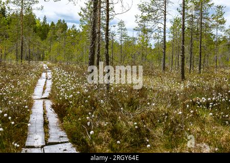 Duckboards im Feuchtgebiet mit wunderschönem Laub. Wunderschöne Natur. Stockfoto