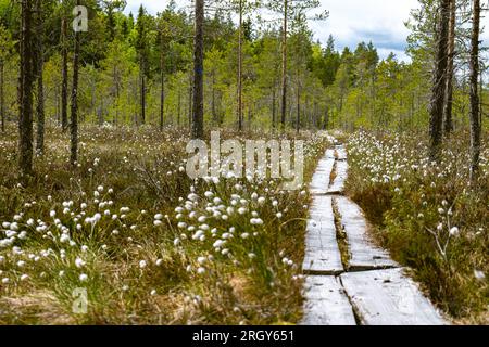 Duckboards im Feuchtgebiet mit wunderschönem Laub. Wunderschöne Natur. Stockfoto