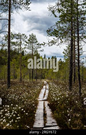 Duckboards im Feuchtgebiet mit wunderschönem Laub. Wunderschöne Natur. Stockfoto