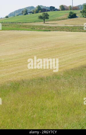 Ein grünes Feld in der Sommerschweiz Stockfoto