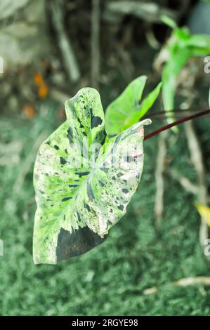 Alocasia, Alocasia mohito oder Mojito Alocasia oder tricolor Alocasia oder schwarz-grünes Blatt oder Bicolor-Pflanze Stockfoto