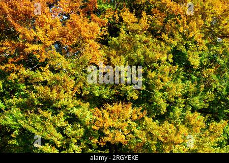 Panoramablick auf ländliche Landschaft mit bunten Blättern auf Bäumen Stockfoto