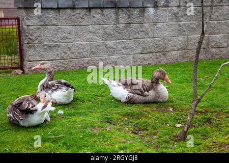 Gänse, die im Park spazieren, im Sommer graue Gänse auf der Straße, Gans Stockfoto