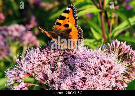 Schmetterling wird vom Nektar rosa Blüten ernährt Stockfoto