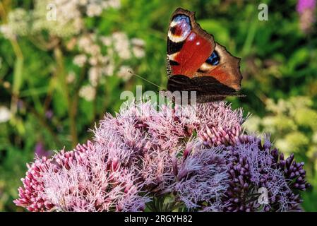 Schmetterling wird vom Nektar rosa Blüten ernährt Stockfoto