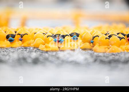 Hannover, Deutschland. 12. Aug. 2023. Gelbe Gummienten schwimmen beim Entenrennen der Wohltätigkeitsorganisation auf der Rennbahn am Nordufer des Maschsees. Das Entenrennen 12. auf dem Maschsee findet am vorletzten Tag des Maschsee-Festivals vom norddeutschen Knochenmark- und Stammzellspenderregister (NKR) statt. Kredit: Michael Matthey/dpa/Alamy Live News Stockfoto