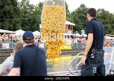 Hannover, Deutschland. 12. Aug. 2023. Gelbe Gummienten werden während des Entenrennen der Wohltätigkeitsorganisation durch ein Netz auf die Rennstrecke am Nordufer des Maschsee freigesetzt. Das Entenrennen 12. auf dem Maschsee findet am vorletzten Tag des Maschsee-Festivals vom norddeutschen Knochenmark- und Stammzellspenderregister (NKR) statt. Kredit: Michael Matthey/dpa/Alamy Live News Stockfoto