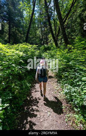 Am sonnigen Sommernachmittag könnt ihr auf dem Shi Shi Beach Trail im Olympic-Nationalpark in der Nähe von Neah Bay, Washington, wandern. Stockfoto