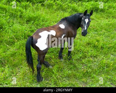 Vogelperspektive auf das wilde Pinto-Pferd im Sommer Stockfoto
