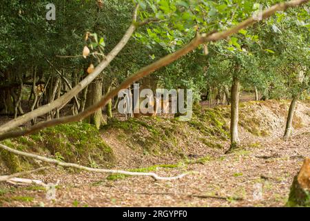 Anfang August im Wald in New Forest Hampshire. Hampshire Egland UK GB Stockfoto