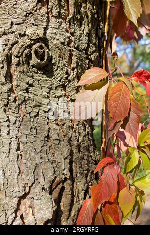 Rote Blätter wilder Trauben auf Baumrindenhintergrund. Stockfoto