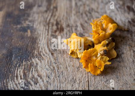 Pfifferlinge, Cantharellus cibarius, ausgestellt auf einem Holzbrett. Pilzsuche ist beliebt geworden, aber es muss sehr sorgfältig darauf geachtet werden, dass sie korrekt identifiziert wird Stockfoto