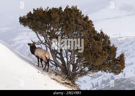 Nordamerika; Usa; Montana; Yellowstone-Nationalpark; Tierwelt; Säugetiere; Felsenelch; Cervus elaphus; Winter; Stier; Sonnenuntergang Stockfoto