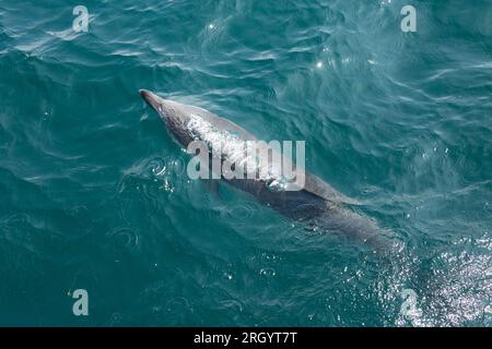 Delphinus delphis, ein gewöhnlicher Delfin mit kurzen Schnauzen, der beim Ausatmen einen Bach von Blasen hinterlässt. Lyme Bay Dorset England GB Stockfoto