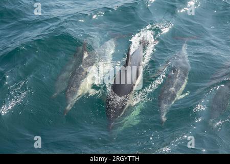 Gewöhnliche Kurzschnabeldelfine, Delphinus delphis, in der Lyme Bay, die sich in Werbe- und Paarungsverhalten befanden. Lyme Bay Dorset England GB Stockfoto