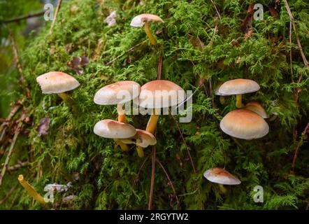 Auf einem alten Baumstumpf im dunklen Wald wachsen Toadhocker. Stockfoto