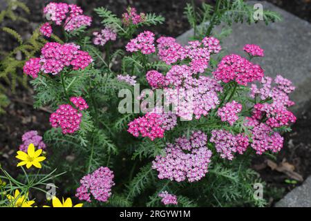 Nahaufnahme eines wunderschönen rosafarbenen Achillea Millefolium in einem Gartenbett Stockfoto