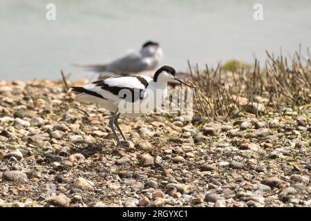 Rattenfänger Avocet sitzt auf einer Ei-Kupplung. Naturschutzgebiet Rye Harbour, East Sussex, England, Vereinigtes Königreich. Stockfoto