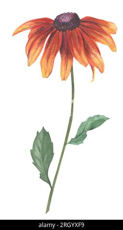 Lebendige Rudbeckia-Blume, handgezeichnet in Aquarell. Blumenelement auf weißem Hintergrund für Verpackung und Design. Stockfoto