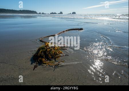 Seetang am Shi Shi Beach und Küste im Olympic National Park, Washington, am sonnigen Sommernachmittag. Stockfoto