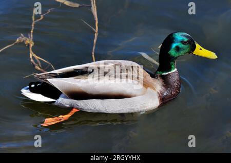 Männliche Wildente mit bunten Federn schwimmt auf dem Wasser, Nahaufnahme Stockfoto