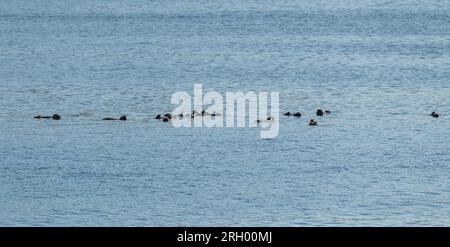 Bevy (Gruppe) von Seeottern an der Oberfläche im Prince William Sound, Alaska, USA Stockfoto