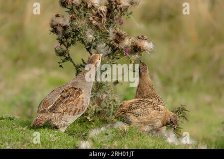 Graues Rebhuhn und Küken, wissenschaftliche Bezeichnung, Perdix Perdix. Ausgewachsenes graues Rebhuhn und ausgewachsene Küken, die im Sommer auf Mana an den Spießkernen picken Stockfoto