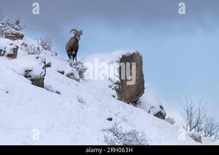 Dickhornschafe, Rocky Mountain, Yellowstone Stockfoto