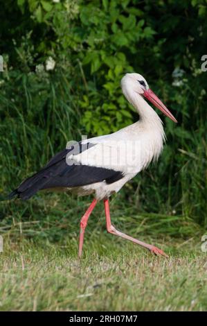 Ciconia Ciconia alias White Stork sucht während der Erntezeit auf der Wiese nach Fröschen und Mäusen. Sommer, tschechische Natur. Stockfoto