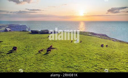 Fantastische Sonnenuntergangsideyll in Normandie mit Kühen, die frisches grünes Gras grasen. Kühe und Kälber auf ökologischem Weideland neben dem Wasser von Manche mit Sonnenbeere Stockfoto