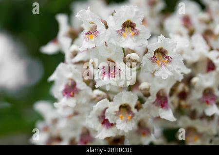 Nahaufnahme der Catalpa tree Blüten im Sommer. Catalpa ist auch als Catawba bekannt und ist in warmen gemäßigten und subtropischen Regionen Nordamerika Stockfoto