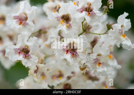 Nahaufnahme der Catalpa tree Blüten im Sommer. Catalpa ist auch als Catawba bekannt und ist in warmen gemäßigten und subtropischen Regionen Nordamerika Stockfoto