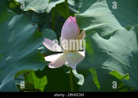 Eine riesige Lotusblume blüht unter den grünen Blättern am sonnigen Morgen Stockfoto