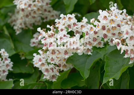 Nahaufnahme der Catalpa tree Blüten im Sommer. Catalpa ist auch als Catawba bekannt und ist in warmen gemäßigten und subtropischen Regionen Nordamerika Stockfoto