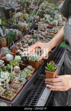 Wählen Sie saftige Pflanzen in Töpfen im Store aus. Florist, kleines Unternehmen, vertikaler Garten in der Stadt. Eine Person, die Kakteen im Laden auf Regalen kauft. Stockfoto