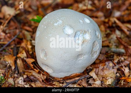 Weißer Riesenpuffkugel-Pilz Calvatia gigantea wächst im Grünland. Stockfoto