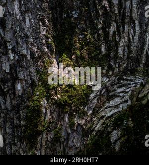 Nahaufnahme der Baumrindenstruktur mit Moos Stockfoto