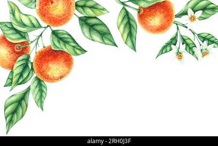 Wasserfarbener, tangerer, rechteckiger, handgezeichneter Hintergrund. Zitrusfrüchte mit Blättern, Blumen, Früchte isoliert auf weißem Hintergrund. Botanische Illustration Stockfoto