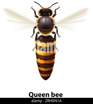 Realistische Bienenkönigin-Mutter im Flug. Detaillierte Illustration einer Bienenkönigin auf weißem Hintergrund. Makroinsekten, Konzept der Lebensmittelindustrie oder Bienenzucht Stock Vektor