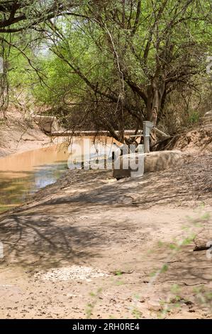 Eine Wasserhandpumpe stromaufwärts einer Betonsandbank mit Wasser, das dahinter gespeichert ist, und Vieh, das auf dem Flussufer, Pokot, Kenia weidet Stockfoto