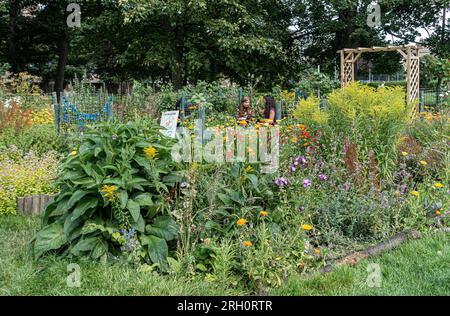 Einer der Gemeindegärten in den Meadows Community Gardens im Zentrum von Edinburgh, Schottland, die 2017 von Greening Our Street gegründet wurden. Stockfoto