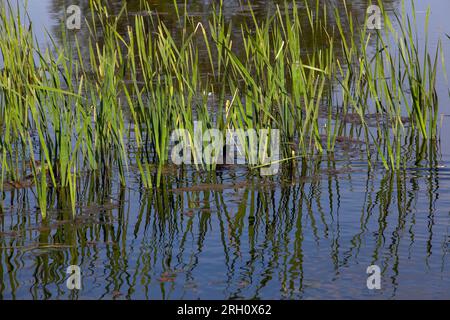 Das Gebiet eines Sumpfgebiets im Sommer, verschiedene Arten von Wasserpflanzen im Sumpf im Sommer Stockfoto